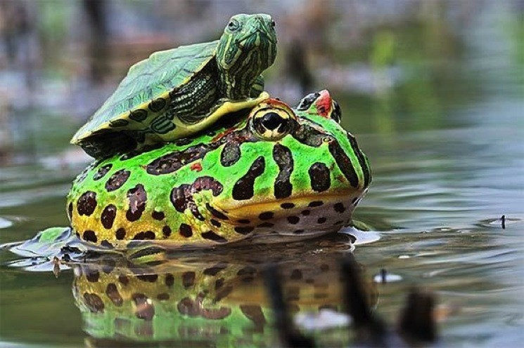 Good turtles carry both frogs and snails through the small creek Picture 8