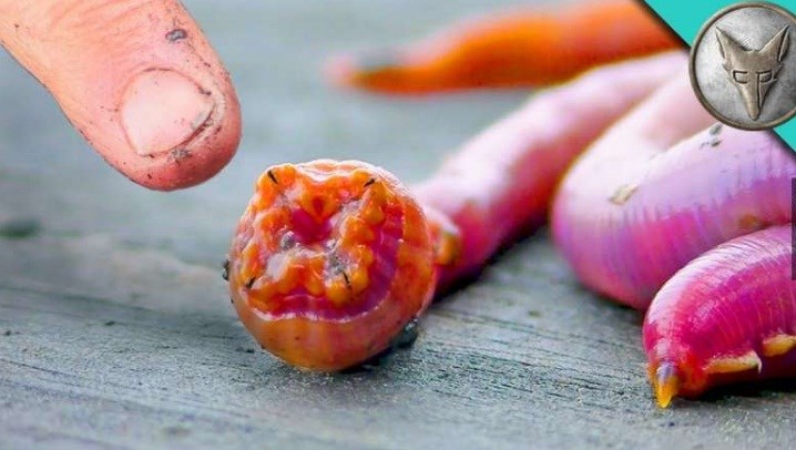 Goose bumps with movements like fictional creatures of bloodworms Picture 1