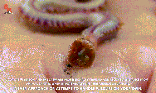 Goose bumps with movements like fictional creatures of bloodworms Picture 3