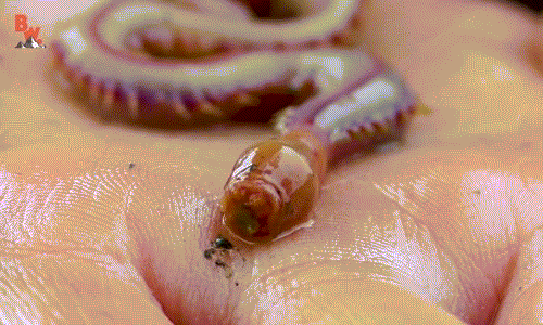 Goose bumps with movements like fictional creatures of bloodworms Picture 4