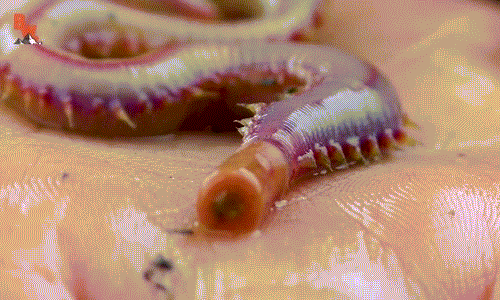 Goose bumps with movements like fictional creatures of bloodworms Picture 5