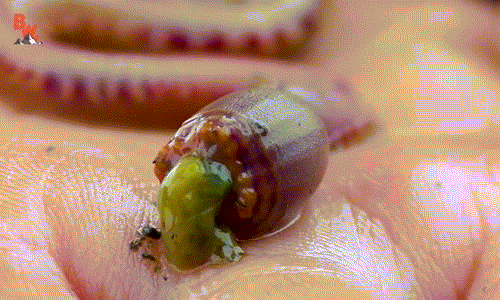 Goose bumps with movements like fictional creatures of bloodworms Picture 6