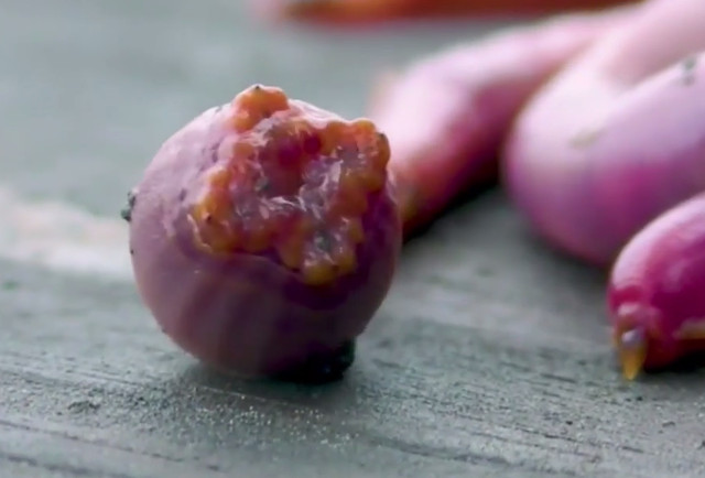 Goose bumps with movements like fictional creatures of bloodworms Picture 7