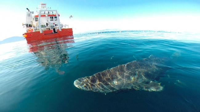 Greenland sharks are the longest living animals on the planet, 400 years old Picture 2