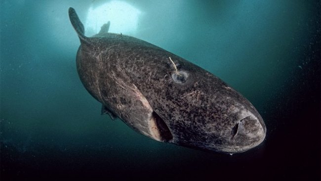 Greenland sharks are the longest living animals on the planet, 400 years old Picture 3