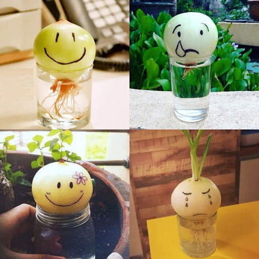 Growing onions in a glass of water can both decorate and help reduce stress, prevent the flu Picture 2