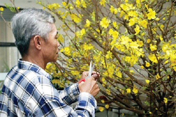 Guide to caring for apricot trees after Tet Picture 2
