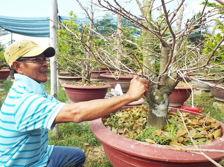 Guide to caring for apricot trees after Tet Picture 3