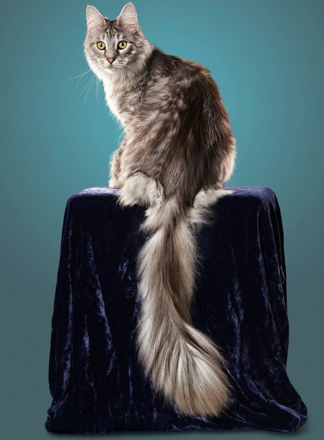 Guinness 2018 record: List of the most weird things in the world Picture 5