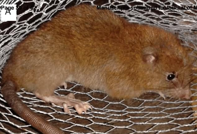 Half a meter long mouse that can bite the coconut for the first time was discovered after 80 years Picture 1