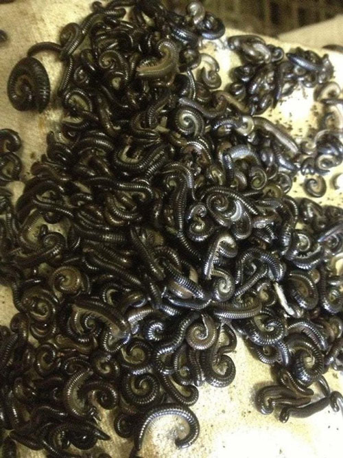 Horror with 100% real photos of horror shows that nature in Australia is scary Picture 14