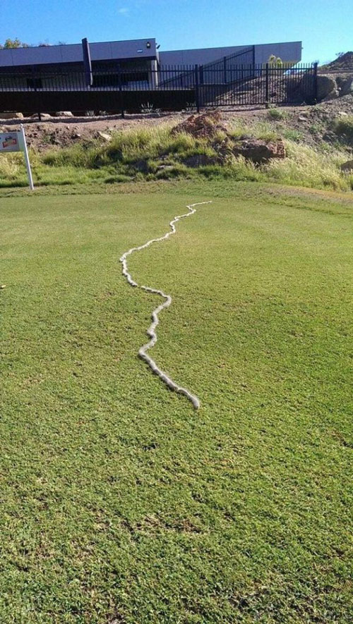 Horror with 100% real photos of horror shows that nature in Australia is scary Picture 15