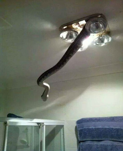 Horror with 100% real photos of horror shows that nature in Australia is scary Picture 17