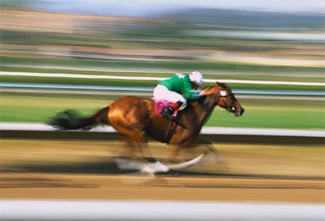 Horses and incredible records surprise you Picture 3