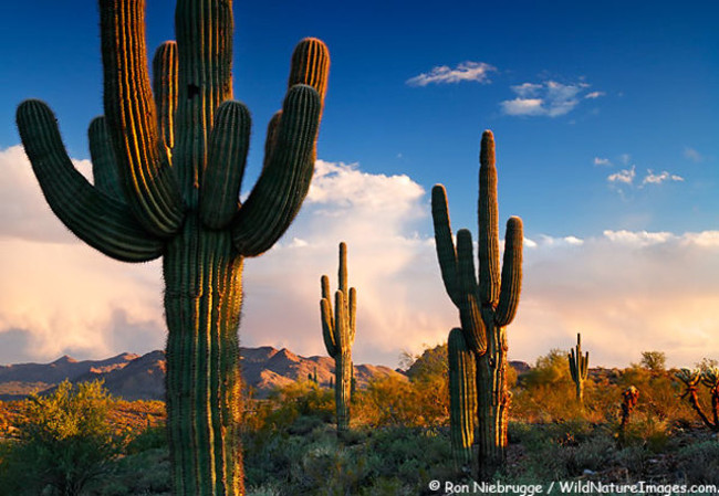 How are different deserts and deserts? Picture 1