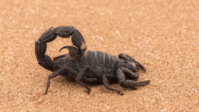 How are different deserts and deserts? Picture 2