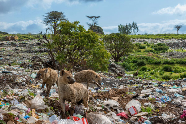 How are people using plastic to destroy nature? Picture 6