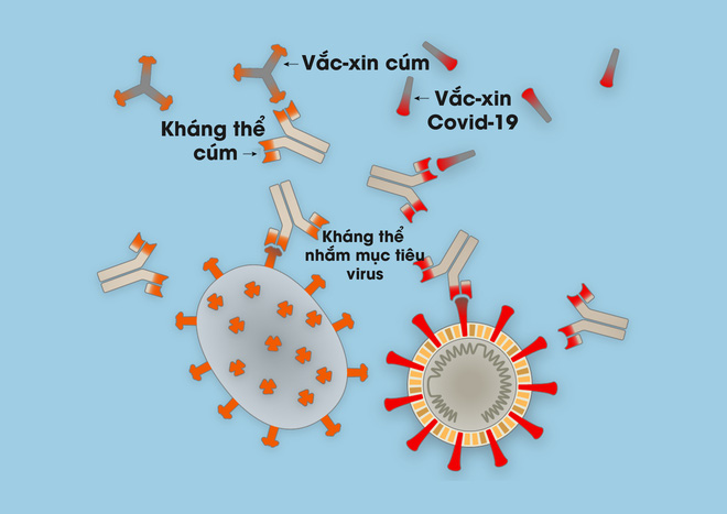 How are scientists knowing whether the Covid-19 patients recover and become infected again? Picture 2