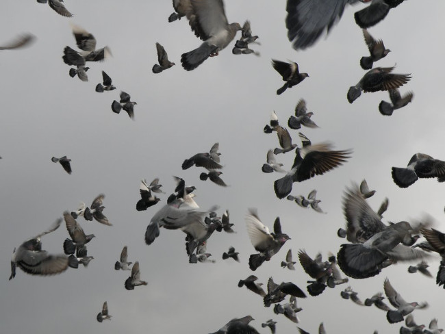 How do animals see the world far beyond humans? Picture 6