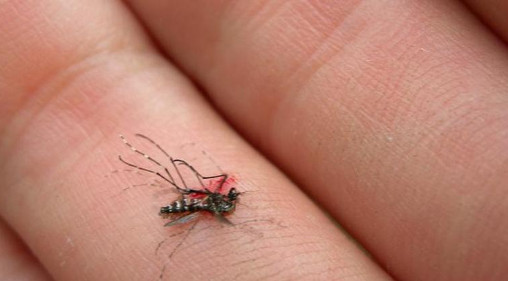 How do foreigners find and kill mosquitoes buzzing in the bedroom? Picture 2