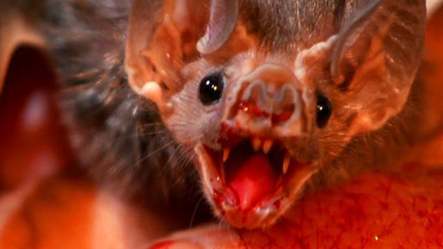 How real is the blood-sucking monster on the Earth scary? Picture 1