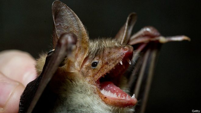 How real is the blood-sucking monster on the Earth scary? Picture 2