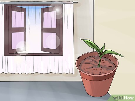 How to Care for Fuchsia Picture 2