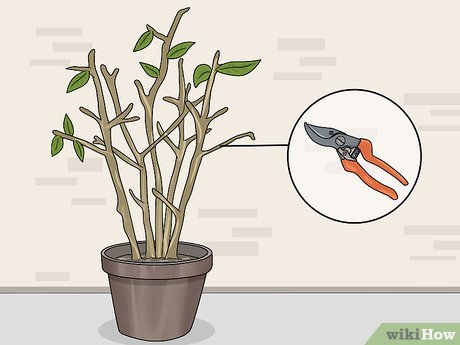 How to Care for Fuchsia Picture 3