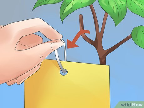 How to Care for Fuchsia Picture 4