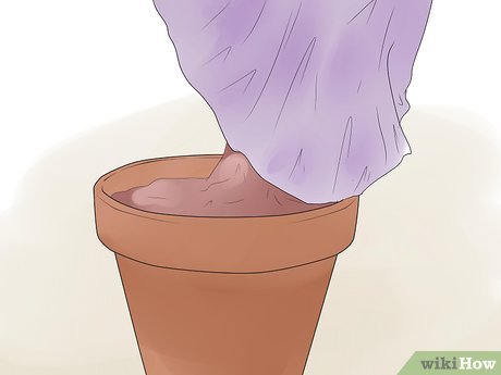 How to Care for Fuchsia Picture 5