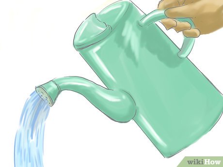 How to Care for Fuchsia Picture 6