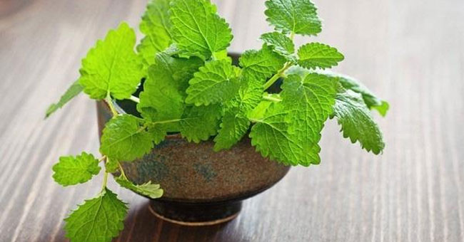 How to chase mosquitoes to prevent dengue, Zika virus Picture 2