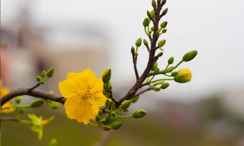 How to choose a beautiful tomorrow to play Tet Picture 2