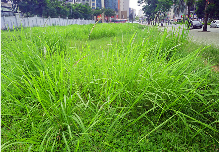 How to choose a lawn mower suitable for each type of grass Picture 4