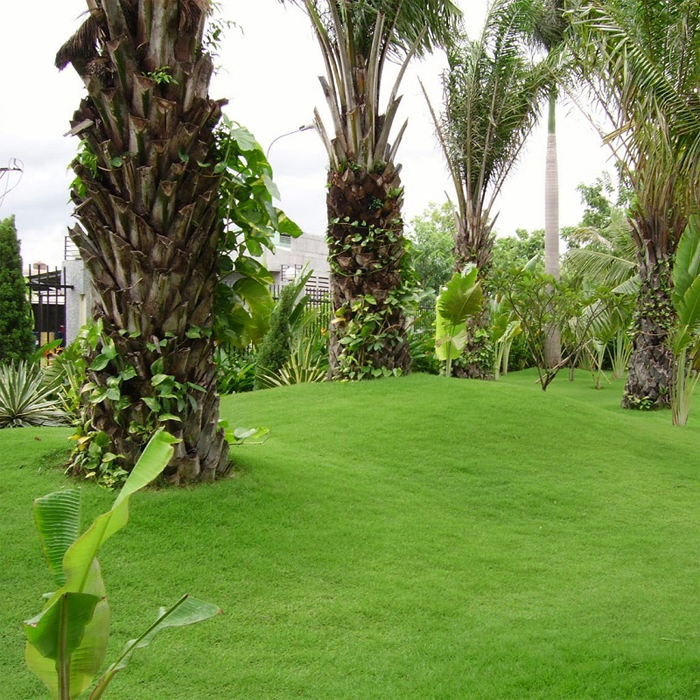 How to choose a lawn mower suitable for each type of grass Picture 6