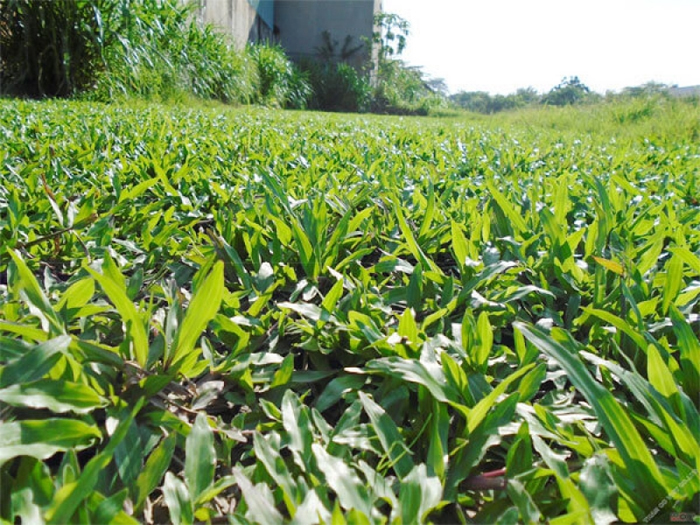 How to choose a lawn mower suitable for each type of grass Picture 8