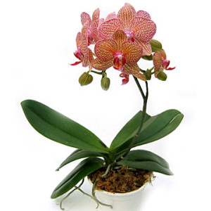 How to choose orchids on Tet Picture 2