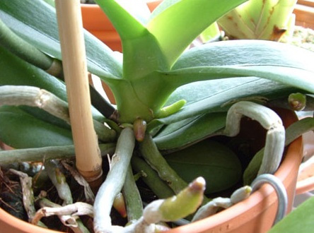 How to choose orchids on Tet Picture 3