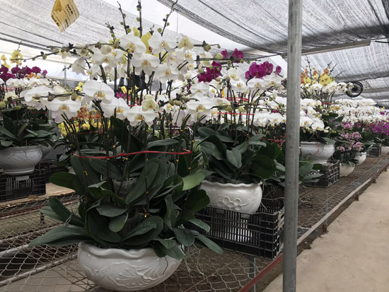 How to choose orchids on Tet Picture 4