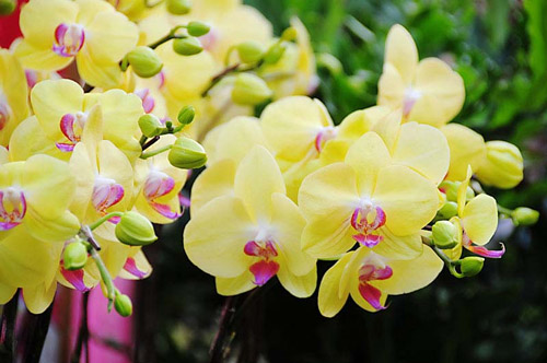 How to choose orchids on Tet Picture 5