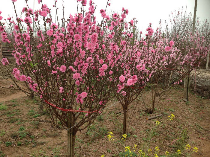 How to choose peach blossom and keep the cherry blossoms long Picture 1