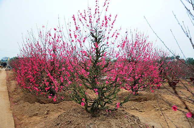 How to choose peach blossom and keep the cherry blossoms long Picture 2