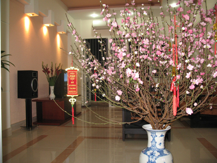 How to choose peach blossom and keep the cherry blossoms long Picture 3