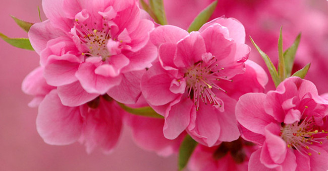 How to choose peach blossom and keep the cherry blossoms long Picture 6