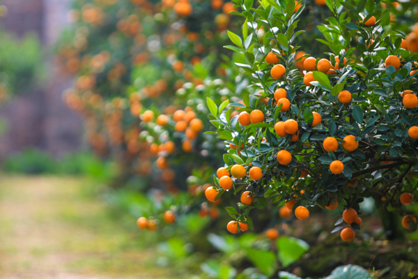 How to choose to buy beautiful kumquat trees, many fortune to welcome Tet Picture 1