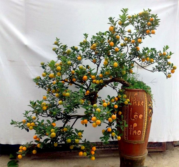 How to choose to buy beautiful kumquat trees, many fortune to welcome Tet Picture 2