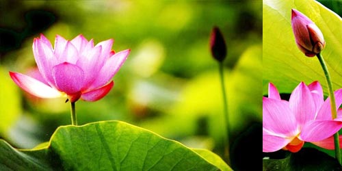 How to combine photos in Photoshop from 2 different images Picture 10