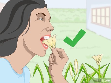 How to Eat Daylilies Picture 11