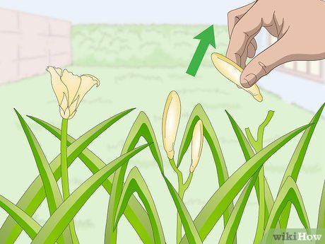 How to Eat Daylilies Picture 8