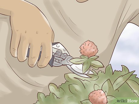 How to Eat Red Clover Picture 1
